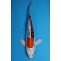 JP191 - Long fin yamatonishiki