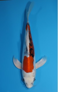 JP191 - Long fin yamatonishiki