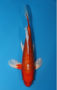 JP192 - Long fin gr orenji