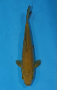 JP358 - Chagoi