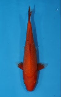 JP359 - Benigoi