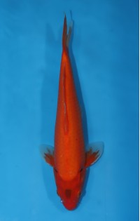 JP363 - Red karashigoi