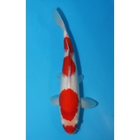 JP146 - Kohaku