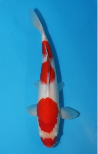JP146 - Kohaku
