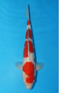 JP144 - Kohaku