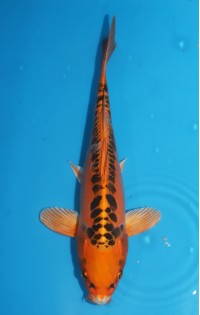 JP207 - Mizuho ogon