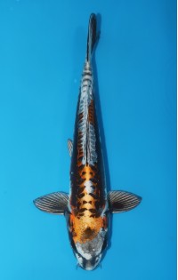 JP225 - Doitsu kin kabuto