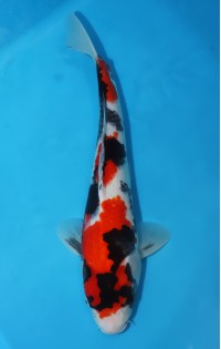 JP216 - Showa