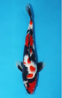 JP219 - Showa