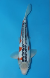 JP212 - Shusui