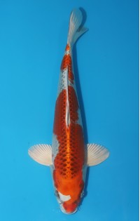 JP215 - Kujaku