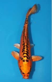 JP210 - Mizuho ogon