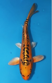 JP067 - Mizuho ogon