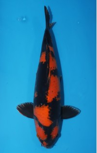 JP204 - Hi utsuri