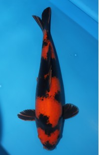 JP205 - Hi utsuri