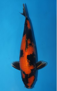 JP206 - Hi utsuri