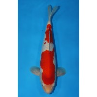 JP120 - Kohaku