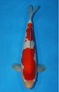 JP120 - Kohaku