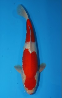 JP121 - Kohaku