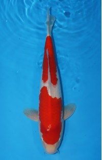 JP122 - Kohaku