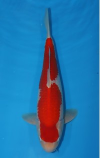 JP123 - Kohaku