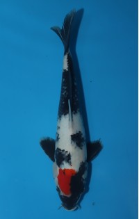 JP081 - Tancho showa