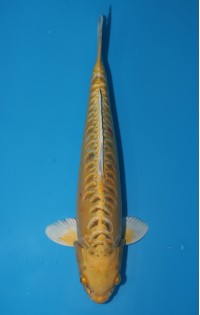 JP087 - Yellow mizuho