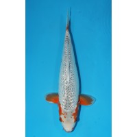 JP 249 - Gin rin asagi