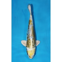 JP 223 - Doitsu kin kabuto