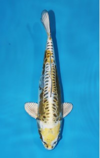 JP 223 - Doitsu kin kabuto