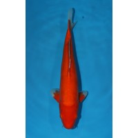 JP 106 - Doitsu benigoi