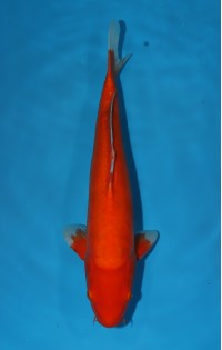 JP 106 - Doitsu benigoi