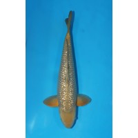 JP 214 - Gin rin chagoi