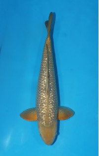 JP 214 - Gin rin chagoi