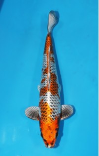 JP 224 - Kogane ochiba