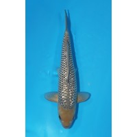 JP 290 - Gin rin soragoi