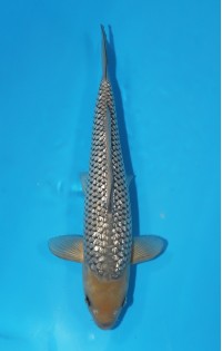 JP 290 - Gin rin soragoi