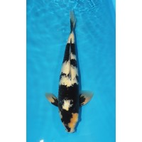 JP 030 - Shiro utsuri