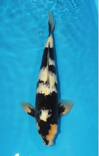 JP 030 - Shiro utsuri