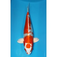 JP 350 - Maruten kujaku