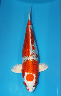 JP 350 - Maruten kujaku