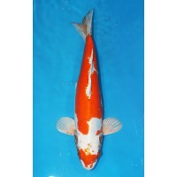 JP 240  - Yamato nishiki