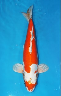 JP 240  - Yamato nishiki