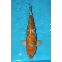 JP 348 - Gin rin ochiba