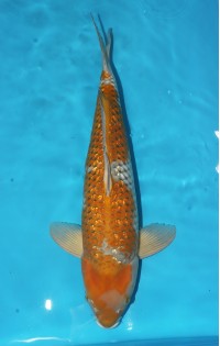 JP 348 - Gin rin ochiba