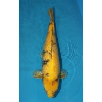 JP 353 - Gin rin ki utsuri