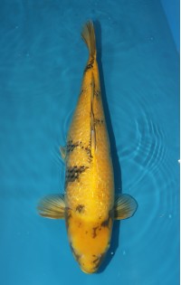 JP 353 - Gin rin ki utsuri