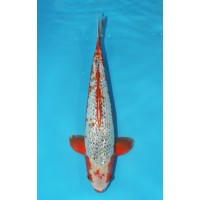 JP 232 - Gin rin asagi