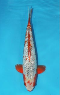 JP 232 - Gin rin asagi