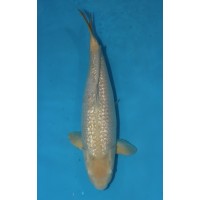 JP 160 - Gin rin chagoi